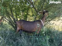Ziegenbock, Alpine goat — Foto 6