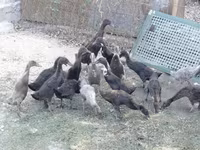 Geese — Foto 4