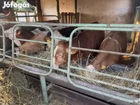 Bulle, Limousin-Kuh — Foto 5