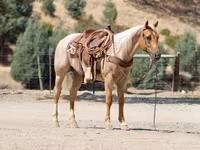 Horse (M), Quarter Horse — photo 7