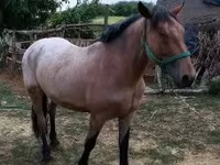 Yegua, Caballos — foto 4