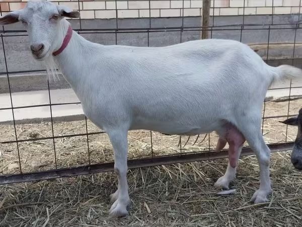 Koza, Saanen goat