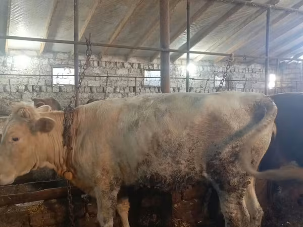 Bull, Cattle