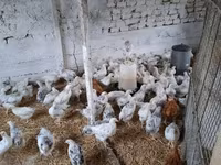 Chickens — Foto 4