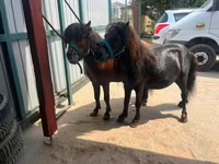 Cavalo, Cavalos — foto 1