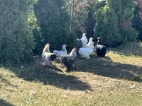 Turkeys — الصورة 3