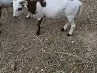 Carnero, Cameroon sheep — foto 5