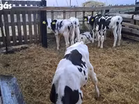 Бұқа, Russian Black pied cattle — 5-сурет