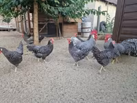 Chickens — zdjęcie 6