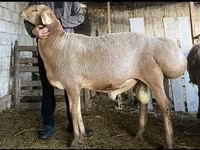 كبش, Hissar sheep — الصورة 1