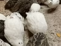 Quails — الصورة 7