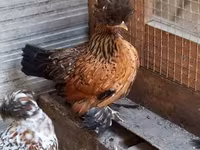 Chickens — fotografija 6