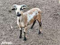 Ovan, Cameroon sheep — fotografija 3