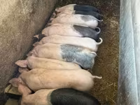 Cerdos (lote, sexo no especificado), Cerdos — foto 1