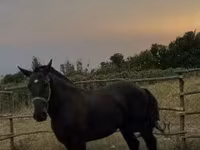 Caballo, Caballos — foto 2