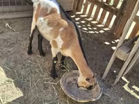 Chèvre, LaMancha goats — photo 1