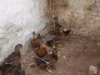 Ducks — फ़ोटो 2