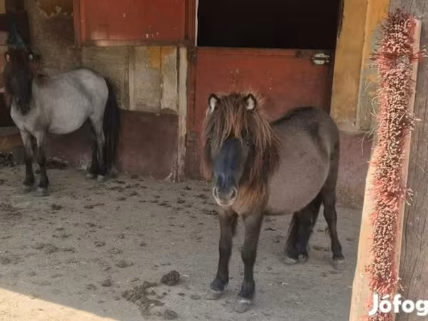 Yegua, Shetland Pony