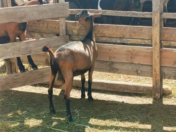 Jarac, Alpine goat
