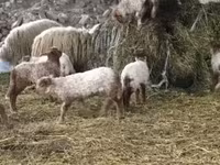 Ovelha, Racka sheep — foto 6