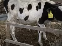ثور, Russian Black pied cattle — الصورة 1