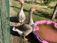 Geese — الصورة 1
