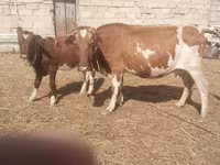 Vache, Simmental cattle — photo 3