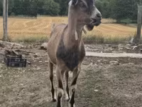 Boucs, Alpine goat — photo 7