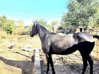 Kobila, Arabian horse — fotografija 4