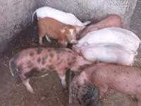 公猪, Pigs — 照片 1
