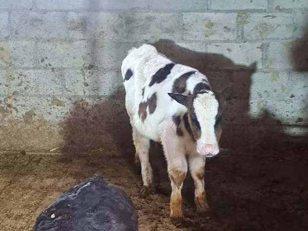 Buğa, Simmental cattle