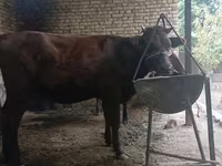 Krowa, Kalmucka rasa — zdjęcie 6