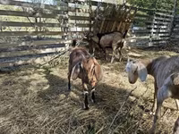 Echki, Nubian Goat — 4-rasm