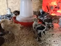 براهما — الصورة 2