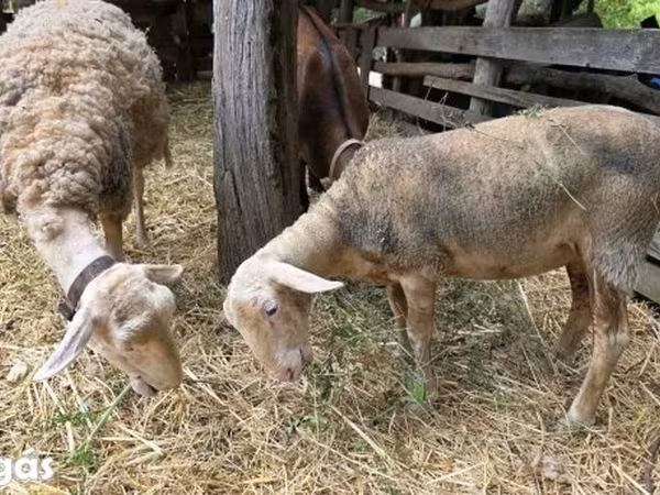 母羊, Lacaune sheep