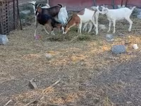 Goat, Goats — photo 3