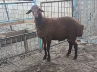 Ram, Sheep — photo 4