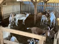 母山羊, Goats — 照片 7