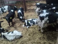 सांड, Russian Black pied cattle — फ़ोटो 2