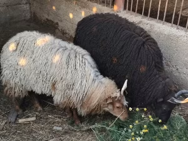 Ovelha, Racka sheep