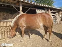 母马, Horses — 照片 4