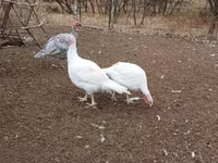 Turkeys — zdjęcie 2