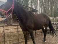 Jument, Percheron — photo 5