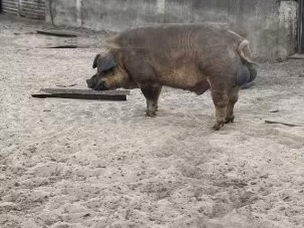 Toʻngʻiz, Дюрок