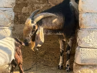 Jarac, Nubian Goat — fotografija 3