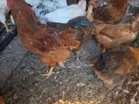 Chickens — Foto 5