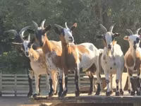 Goat, Nigerian dwarf goats — photo 4