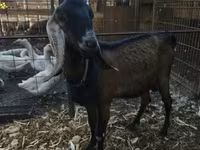 عنزة, Nubian Goat — الصورة 1