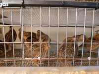 Quails — फ़ोटो 6