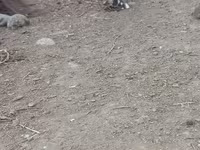 Chickens — fotografija 8